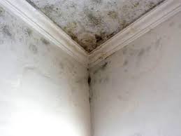 East Rochester, NY Mold Removal Company